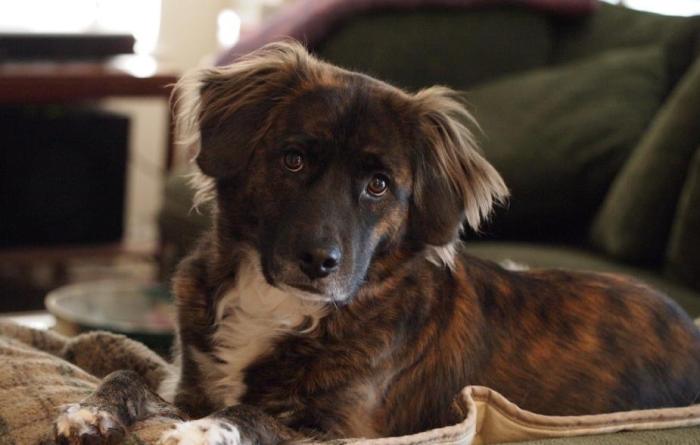 Emma as a young dog