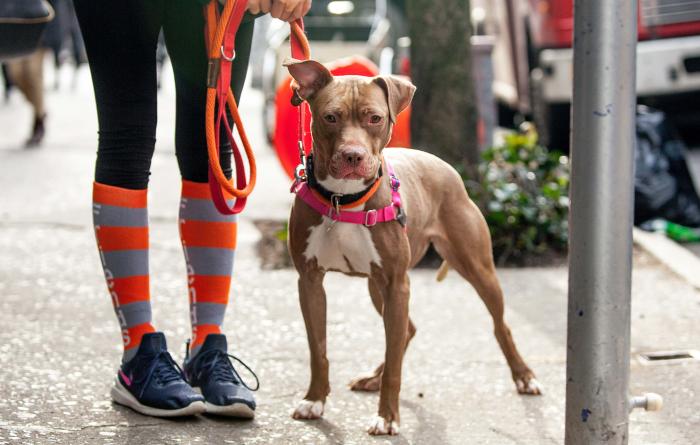 Queenie the dog outside for a walk when she was in New York