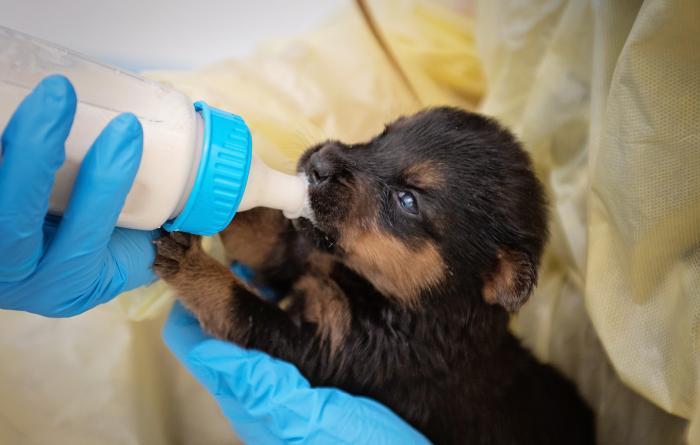 Person bottle-feeding a puppy