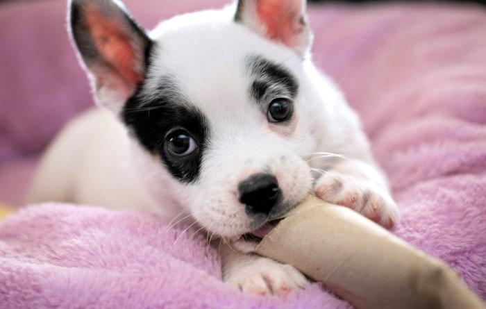 Krypto the black and white puppy chewing on a toy