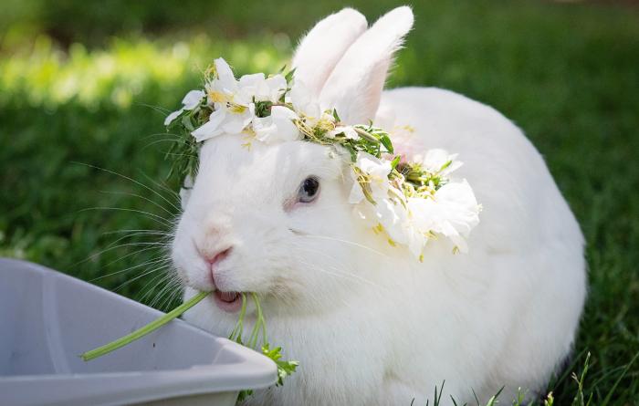 White rabbit wearing a flower crown