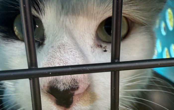 Cat face in a transport carrier
