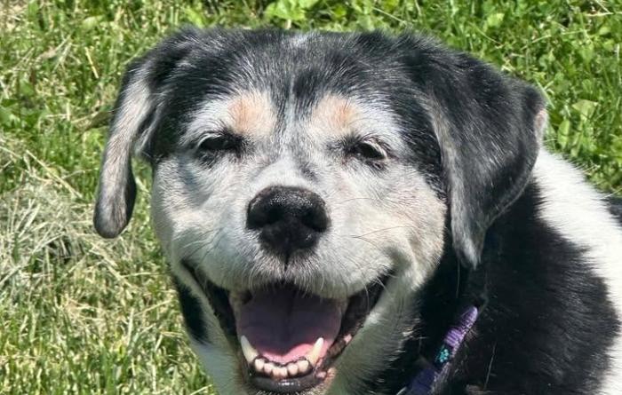 Anastasia the dog smiling outside on green grass