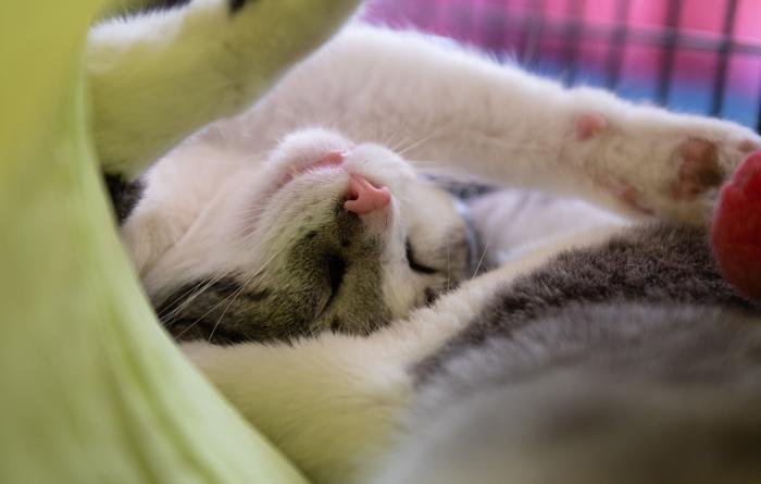 Anthony the cat sleeping upside-down with his paw in the air
