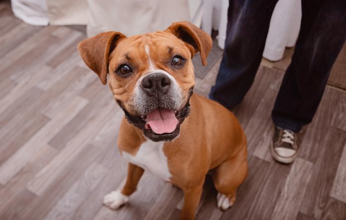 Brown and white dog smiling with a person behind her