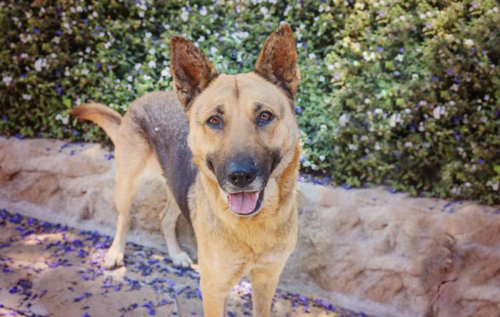 Smiling German shepherd type dog in a garden