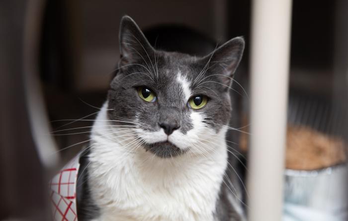Gray and white cat with facial markings that look like a mustache