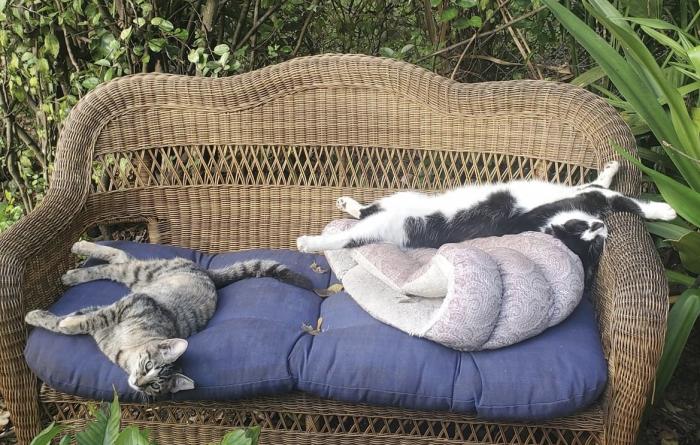 Pair of cats lying on cushions on a couch outside