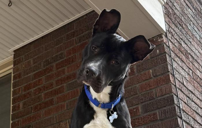 Cricket the dog standing with his head tilted