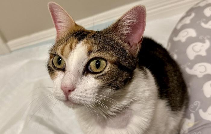Bunny the cat
