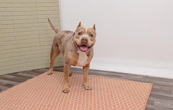 Happy dog with cropped ears standing on a carpet in a room
