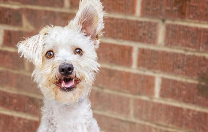 Small, fluffy white dog with one ear up and one down in front of a brick wall