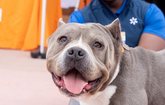 Smiling gray and white pit-bull-type dog with cropped ears