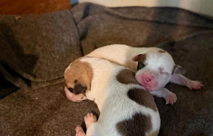 Millie the dog's puppies