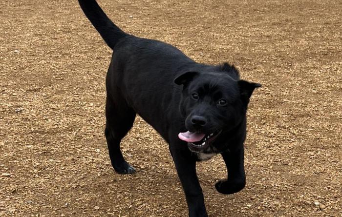Minnie the dog outside in the play yard at the Pet Resource Center