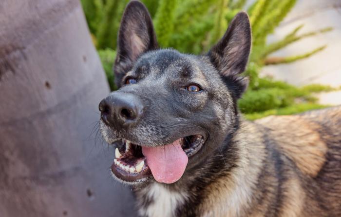 Nicky the dog with his tongue out