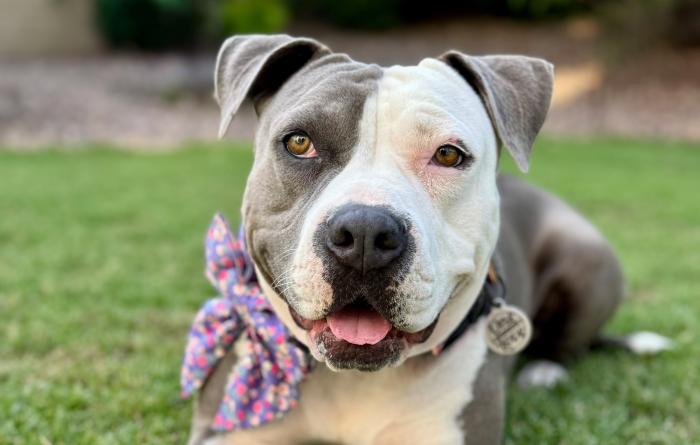 Pearl the dog outside lying on grass smiling and wearing a bow