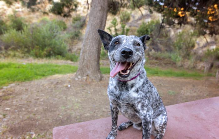Happy black and white dog whose tongue is out