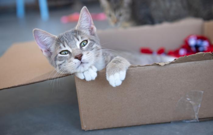 Gray kitten lying in a cardboard box