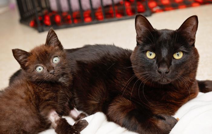 A black cat and black kitten lying beside one another