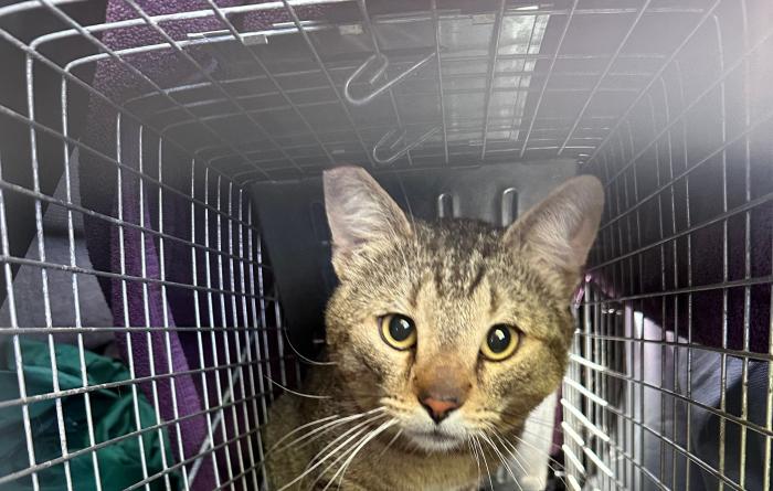 Ear-tipped community cat in a humane trap