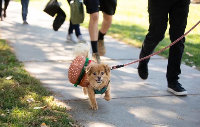 A dog on a leash who is dressed as a hamburger