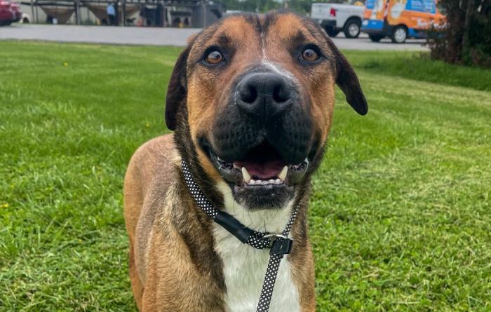 Kevin the dog smiling while outside on a leash