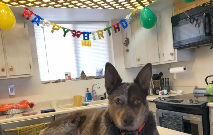 Whitey the dog lying on a table with a birthday banner and balloons behind him