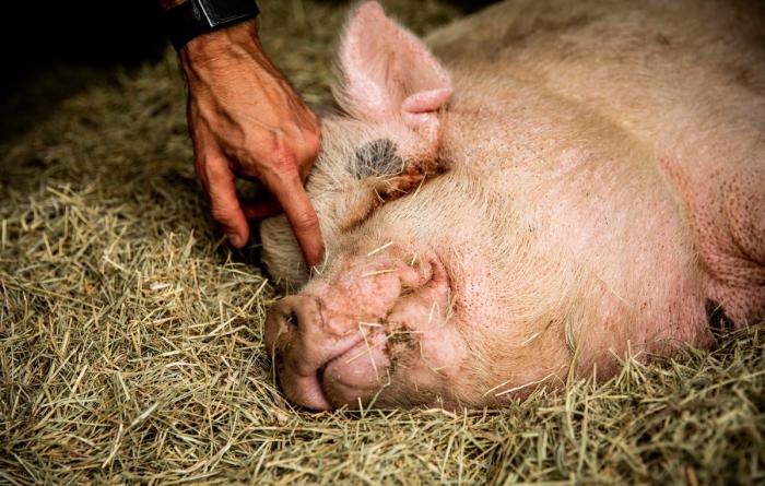 Person petting a pig lying in straw