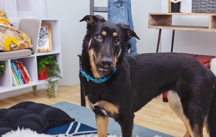 Black and tan dog in a home environment