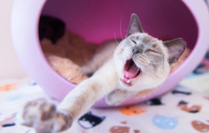 Cat yawning and stretching
