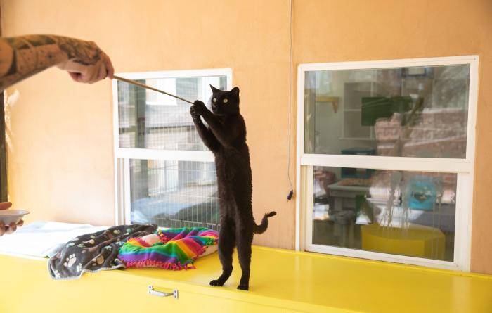 Acadia the cat standing on his hind legs reaching out to a stick held by a person