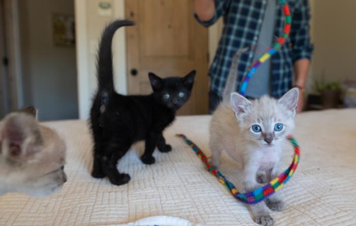 Kittens playing with a wand toy with a person
