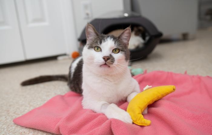 Adonis the cat lying on a pink blanket beside a banana catnip toy while wearing his boots