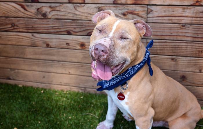 Happy brown and white pit-bull-type dog with eyes closed and tongue out of mouth wearing a blue bandana