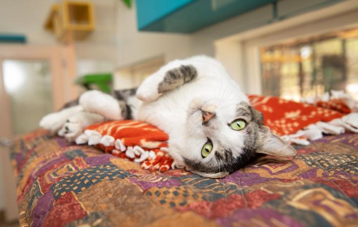 Tabby and white cat lying upside-down on a blanket