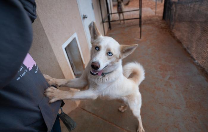 Dog with front feet up on a person