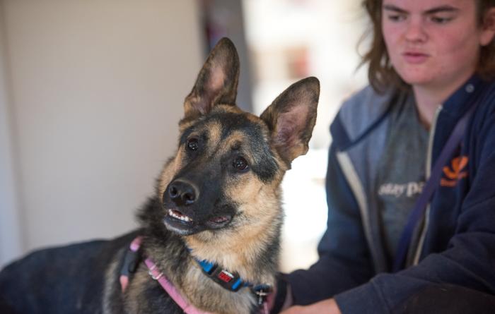 Kona the dog with head tilted next to a person