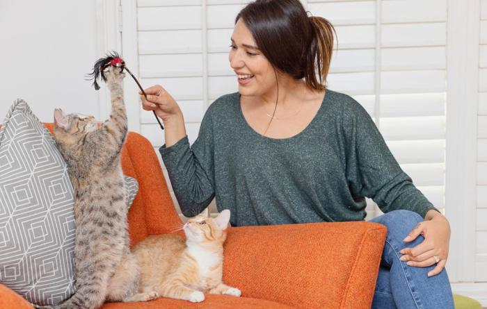 Person playing with a wand toy with two kittens