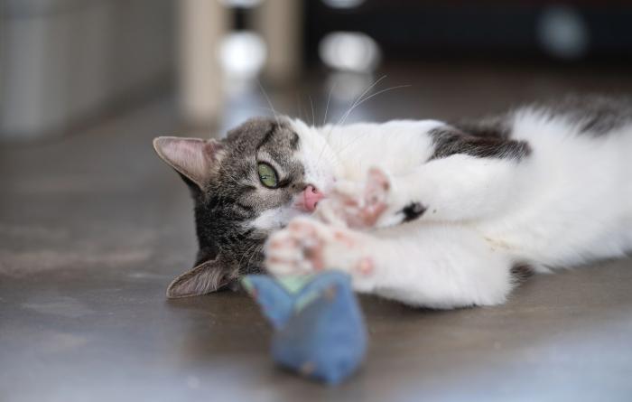 Anthony the tabby and white cat lying on his side reaching out his paw to grab a toy