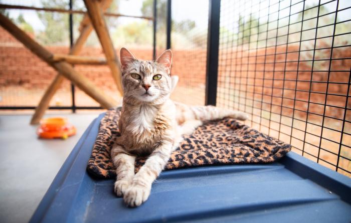 Happy cat lounging on a comfortable blanket in an outdoor cat enclosure