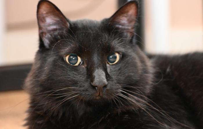 The face of Asher the cat