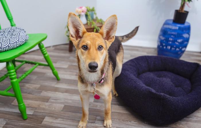 Tan and black dog with upright ears in a home setting