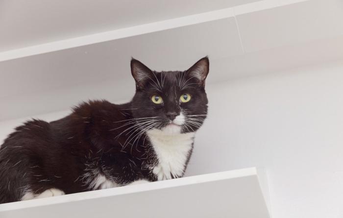 Athena, a black and white cat