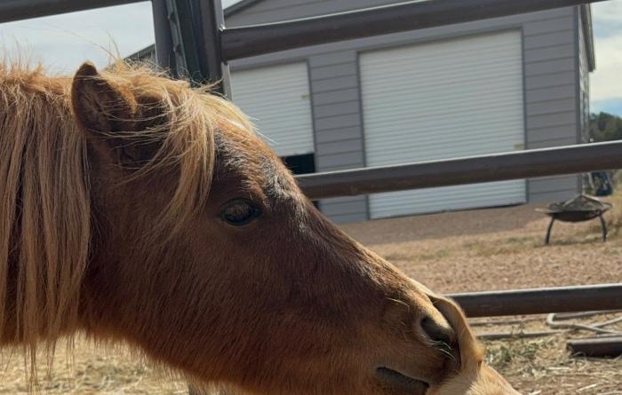 A horse sniffing the top of the head of Greenie the dog