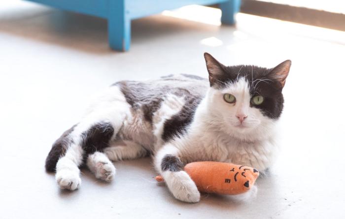 Avalynn the cat lying with a toy