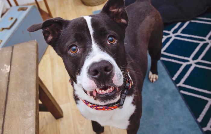 Black and white dog in a home environment