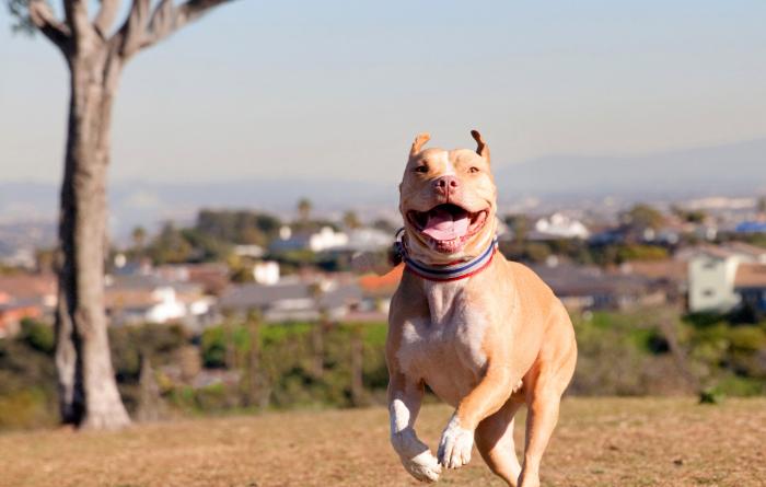Smiling pit bull terrier dog running