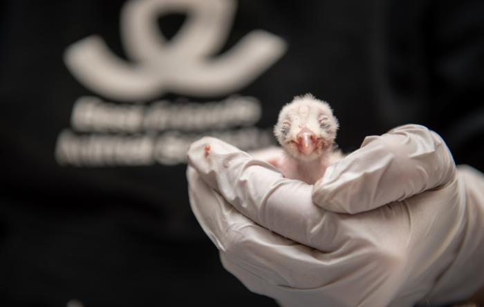 Person's gloved hand holding a baby owlet