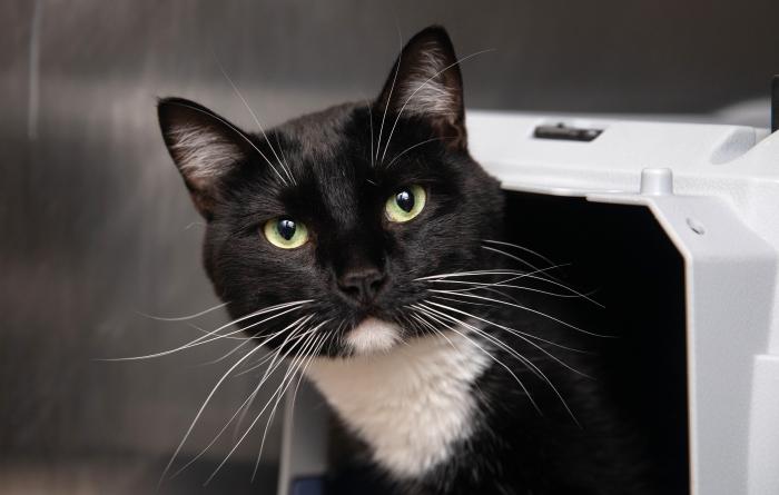 Black and white cat
